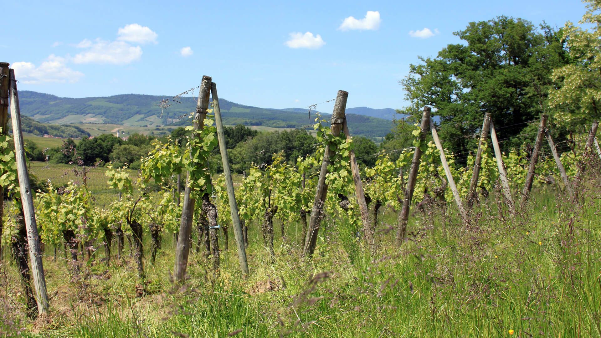 Image #vineyard